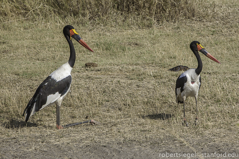 stork